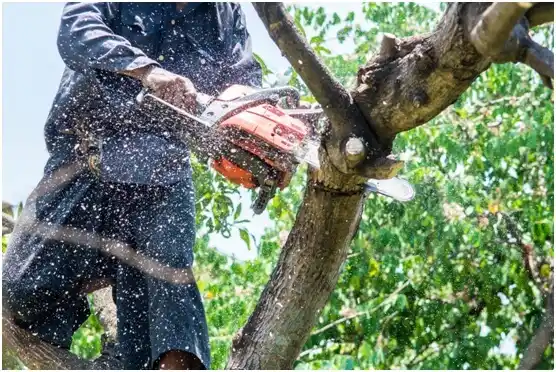 tree services Hyde